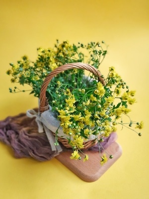 有趣的瞬间-花-黄花-菊花-野菊 图片素材
