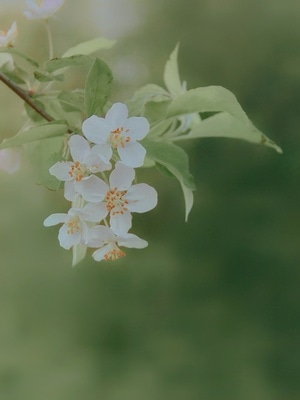 风景风光-手机摄影-杭州-小蜜蜂-拍客 图片素材