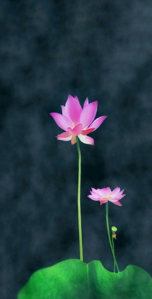 夏荷-花韵-手机摄影-花-夏荷 图片素材