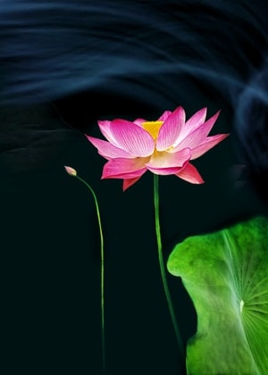 夏荷-花韵-手机摄影-花-夏荷 图片素材