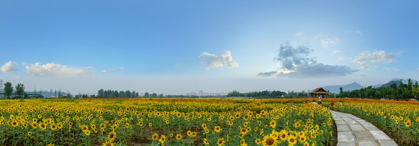 风景-风光-向日葵-湘湖-景区 图片素材