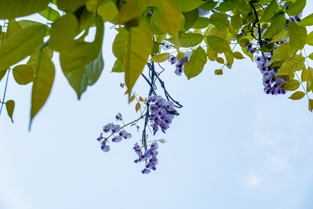 桌面-壁纸-花朵-春天-生态 图片素材