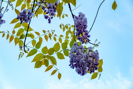 桌面-壁纸-花朵-春天-生态 图片素材