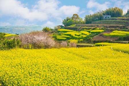 风光-油菜花-黄花-生态-背景 图片素材