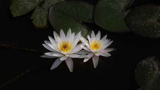 清风荷韵-荷花-莲花-荷塘-莲花 图片素材