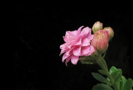 花卉-植物-春天-新春-手机摄影 图片素材