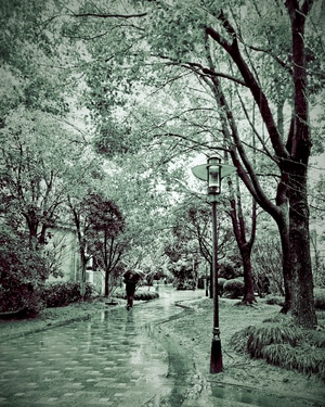 雨雾-街拍-树-风景-树 图片素材