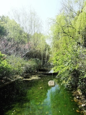 生活记录-日常-手机摄影-映像-植物 图片素材
