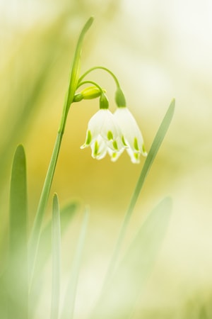 微距-特写-石蒜科植物-花-花朵 图片素材
