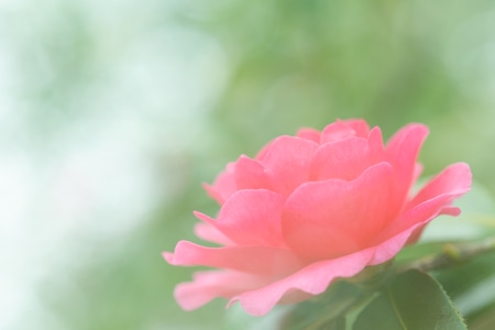 自然-花朵-花-花朵-植物 图片素材