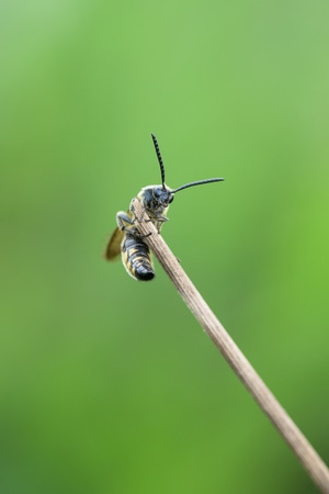 自然-昆虫-微距-昆虫-蜜蜂 图片素材