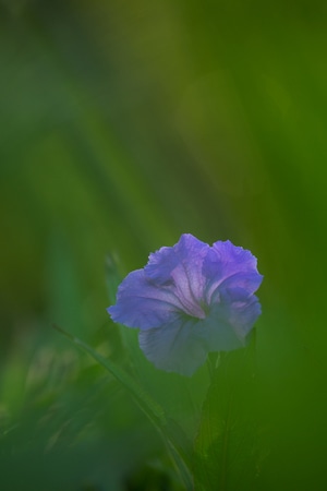 自然-花-蓝花草-花-植物 图片素材