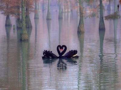 自然-秋季-黑天鹅-动物-黑天鹅 图片素材