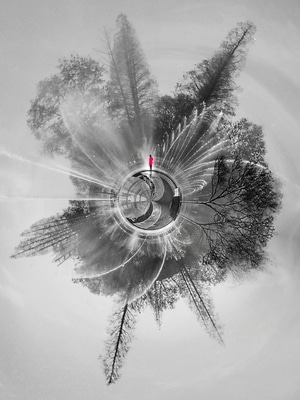 黑白-情境-华为-大自然的美-树 图片素材