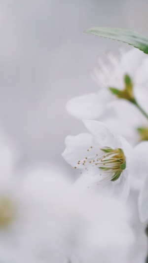 春天-花-静物摄影-美好-雏菊 图片素材