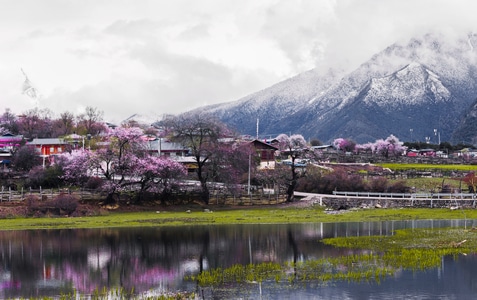 桃花-西藏-林芝-风景-风光 图片素材