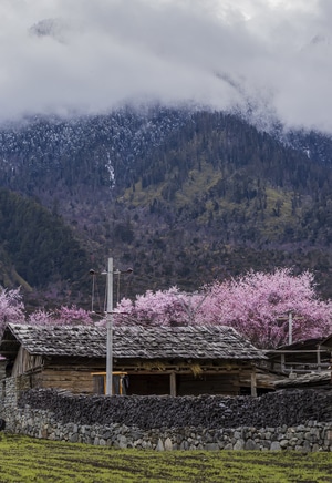 桃花沟-波密-西藏-房屋-村落 图片素材