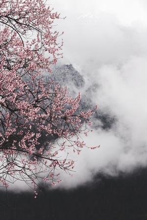 西藏-波密-桃花沟-风景-风光 图片素材