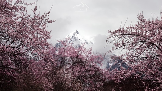 西藏-波密-桃花沟-风景-风光 图片素材