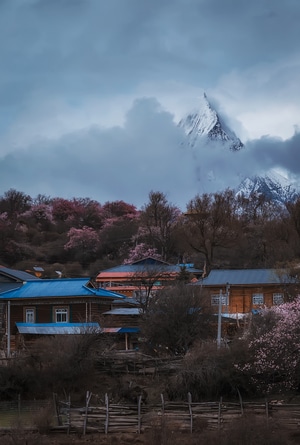 桃花沟-波密-西藏-房屋-村落 图片素材
