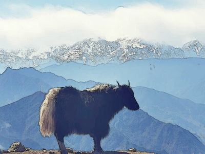在路上-牛背山-牛背山-牦牛-风景 图片素材