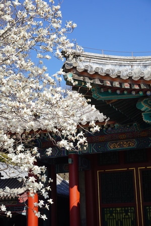 北京-春天-桃花-阳光-颐和园 图片素材