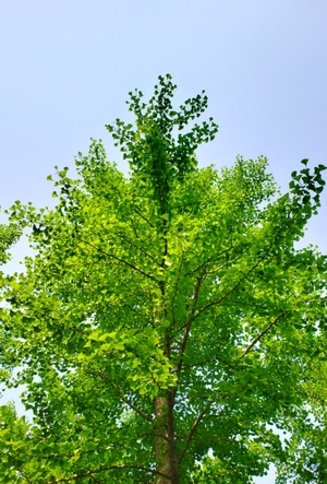 花-蓝天-北京-海淀公园-树木 图片素材