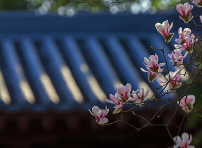 春色满园-小品-植物-演出-花 图片素材