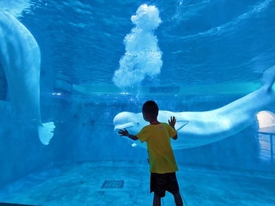 旅行-小品-海洋-水族馆-海豚 图片素材