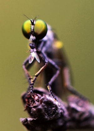 奇妙的昆虫-微距-摄影-食虫虻-昆虫 图片素材