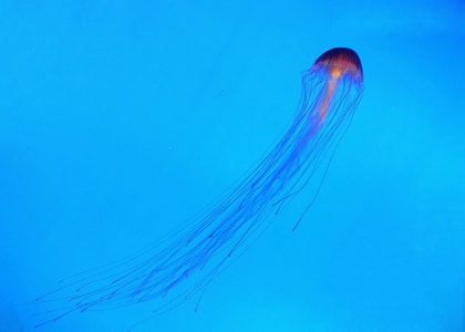 海洋生物-水下摄影-水母-海洋生物-黑星海刺 图片素材