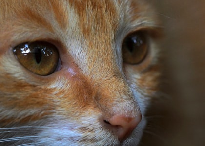 宠物-摄影-猫-特写镜头-猫 图片素材