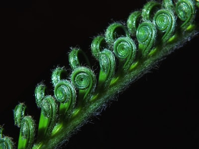 黑色背景-植物-特写镜头-新叶-植物 图片素材