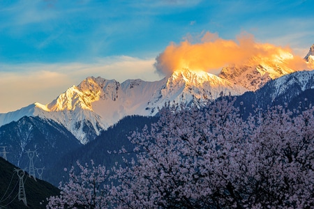 雪山-树-花-风光-风景 图片素材