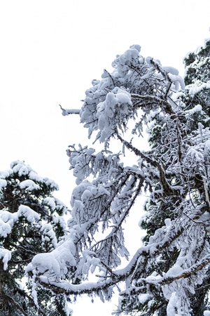 树-雪-雪-积雪-树 图片素材