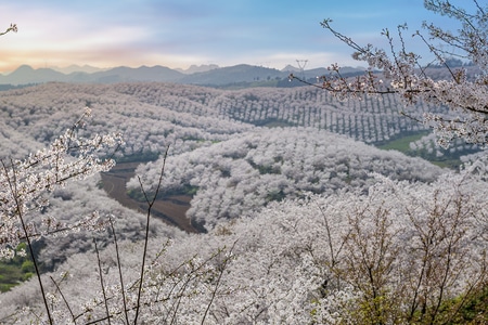 山-云-树-樱花-风景 图片素材