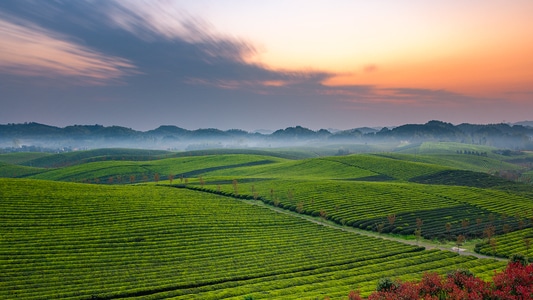 风光-绿色-日出-茶叶-风景 图片素材
