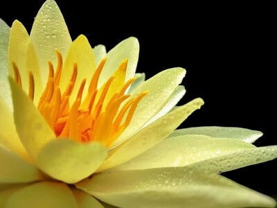 莲-睡莲-植物-花-花朵 图片素材
