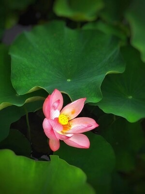 荷-出淤泥而不染-花-荷花-莲花 图片素材