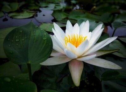 莲-出淤泥而不染-莲花-花-荷花 图片素材