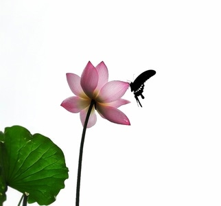 风景-蝶恋花-花-花朵-花卉 图片素材