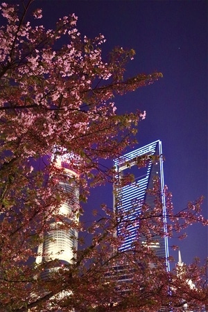 我要上封面-街拍-佳能-上海-樱花 图片素材