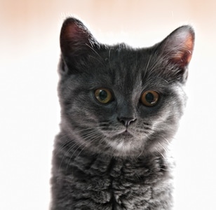 生态环境-我要上封面-宠物-抓拍-猫咪🐱 图片素材