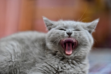 猫咪🐱-抓拍-宠物-猫-猫咪 图片素材
