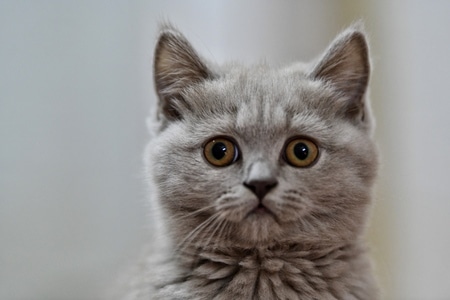 宠物-猫咪🐱-我要上封面-生态环境-猫 图片素材