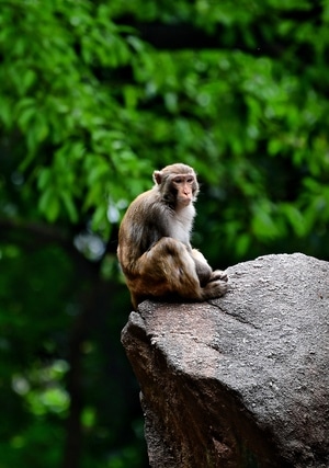 生态环境-旅游-抓拍-野生动物-猴子 图片素材