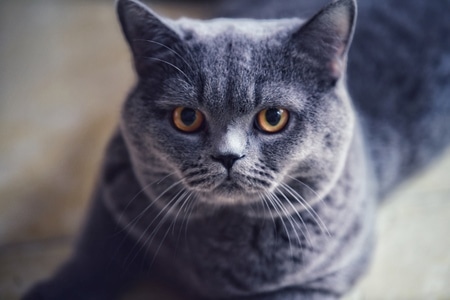 动物-猫咪-宠物-抓拍-猫 图片素材