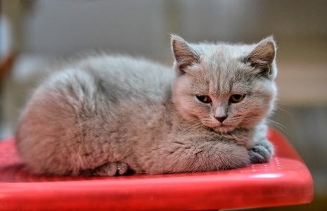 猫咪🐱-抓拍-宠物-猫-猫咪 图片素材