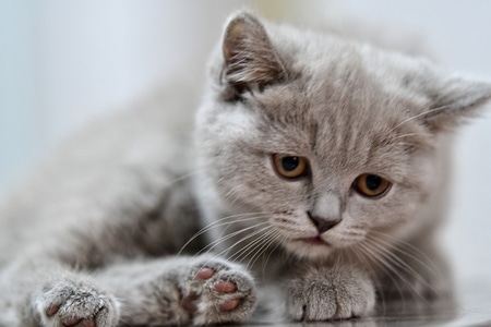 猫咪🐱-抓拍-宠物-猫-猫咪 图片素材