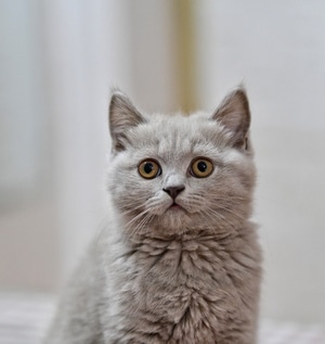 猫咪🐱-抓拍-宠物-猫-猫咪 图片素材
